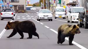 ভালুক দমনে শিকারি খুঁজছে জাপান