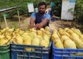 আম খাওয়ার অভ্যাস বদলে দিচ্ছে কাটিমন