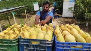 আম খাওয়ার অভ্যাস বদলে দিচ্ছে কাটিমন