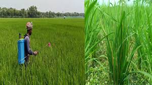 শিল্প নীতির তোয়াক্কা করছে না কীটনাশকের ট্রেডিং সিন্ডিকেট