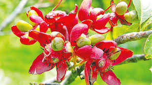 পেস্তাবাদাম নয়, কনকচাঁপা