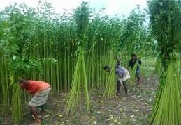 ঢ্যাঁড়শ গাছ থেকে ‘পাটের আঁশ’