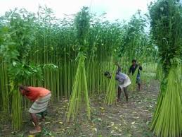 ঢ্যাঁড়শ গাছ থেকে ‘পাটের আঁশ’