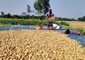 আলু এখন কৃষকের বোঝা