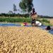 আলু এখন কৃষকের বোঝা