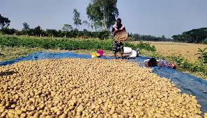 আলু এখন কৃষকের বোঝা