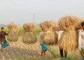 আমন ঘরে তোলার ধুম, দামেও খুশি
