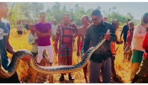 এক ইউনিয়নে ৭ দিনের ব্যবধানে মিললো ৬ অজগর