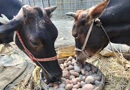 আলুর বাজারে ধস, খাওয়ানো হচ্ছে গরুকে