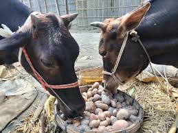 আলুর বাজারে ধস, খাওয়ানো হচ্ছে গরুকে