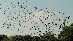 ঝাঁকে ঝাঁকে আসছে অতিথি পাখি