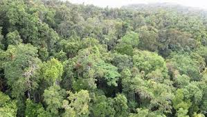 অস্ট্রেলিয়ার রেইনফরেস্ট কার্বন বেশি ছাড়ছে