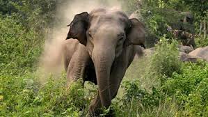 বন্য হাতির আক্রমণে রাবার শ্রমিক নিহত