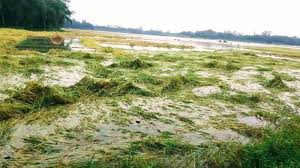 অবিরাম বৃষ্টিতে তলিয়ে গেছে নিম্নাঞ্চল