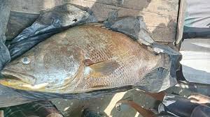 সেন্টমার্টিনে ধরা পড়েছে ৩২ কেজি ওজনের পোপা মাছ