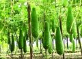 লাউয়ের গ্রাম লালমতি