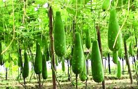 লাউয়ের গ্রাম লালমতি