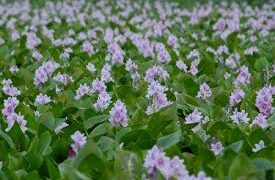 অপার সৌন্দর্যে মুগ্ধ করছে কস্তুরী ফুল