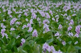 অপার সৌন্দর্যে মুগ্ধ করছে কস্তুরী ফুল