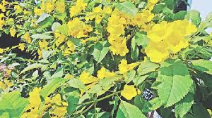 হেমন্তের শেষে সোনা ঝরাচ্ছে আমেরিকার সোনাপাতি