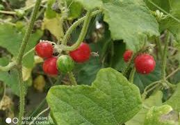 ঔষধি লতা আগমুখী