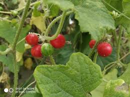 ঔষধি লতা আগমুখী