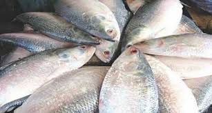 বরিশালে ইলিশের কেজি চার হাজার টাকা