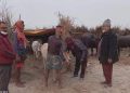 ২০০ গরু-মহিষকে কামড়াল শতাধিক শিয়াল