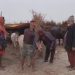 ২০০ গরু-মহিষকে কামড়াল শতাধিক শিয়াল