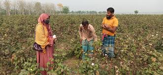 শতকোটি টাকার তুলা চাষ