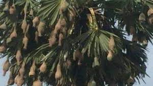 কালের আবর্তে গ্রামবাংলা থেকে হারিয়ে যাচ্ছে প্রকৌশলী বাবুই পাখি