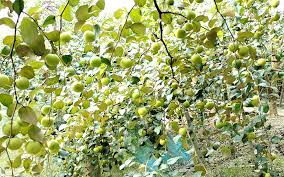 বরই চাষে বাজিমাত