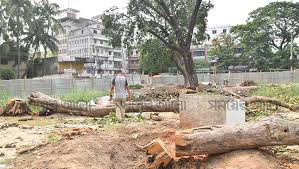 কুমিল্লায় রাতের আঁধারে কাটা হলো শতবর্ষী সাত গাছ