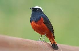 বিরল পরিযায়ী ধলাটুপি লালগির্দি