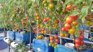 সবজি চাষে ভাগ্যবদল অনিকের