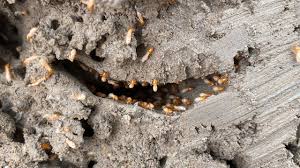 বিলীন হচ্ছে উইপোকার প্রাসাদ