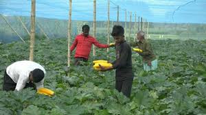 বিষমুক্ত নিরাপদ সবজির ইউনিয়ন সৈয়দপুরের বোতলাগাড়ি