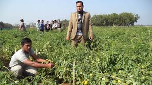 লাল মাটিতে সবুজ বিপ্লব