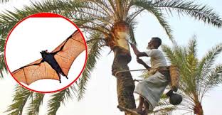 নিপাহ ভাইরাস খেজুরের রস নিয়ে সতর্কতা