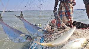 ইলিশ যেন সোনার হরিণ