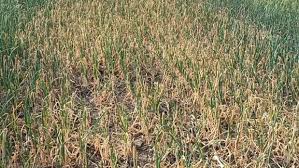 শায়েস্তাগঞ্জে ক্ষতির মুখে হাজার বিঘা কৃষিজমি