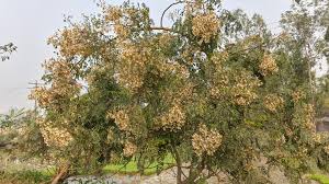 সজিনা ফুল থেকে মধু উৎপাদন