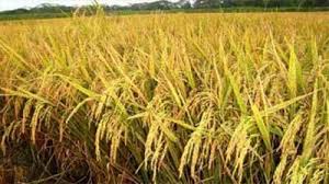 তানোরে শ্রমিকের অভাবে মাঠে পড়ে আছে পাকা ধান