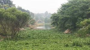 লৌহজং নদ এখন সরু খাল