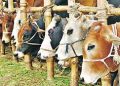 পশুর হাটে চাঁদাবাজির তথ্য হটলাইনে জানানোর অনুরোধ