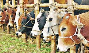 পশুর হাটে চাঁদাবাজির তথ্য হটলাইনে জানানোর অনুরোধ