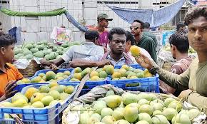 আম সংগ্রহ ও বাজারজাতকরণ শুরু