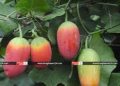 হারিয়ে যাচ্ছে প্রাকৃতিক ইনসুলিন তেলাকুচা