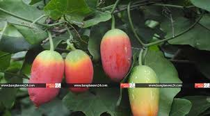 হারিয়ে যাচ্ছে প্রাকৃতিক ইনসুলিন তেলাকুচা