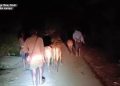 চোরাকারবারিরা সক্রিয়, খামারিরা চাপে